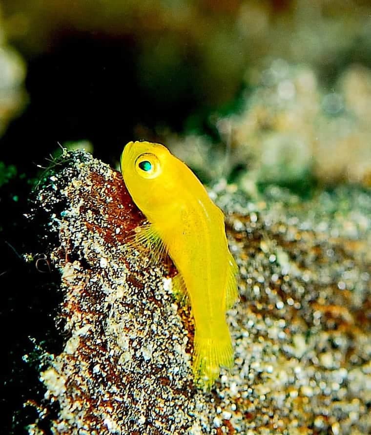Clown Goby (Gobiodon okinawae) — photo 5 of 5