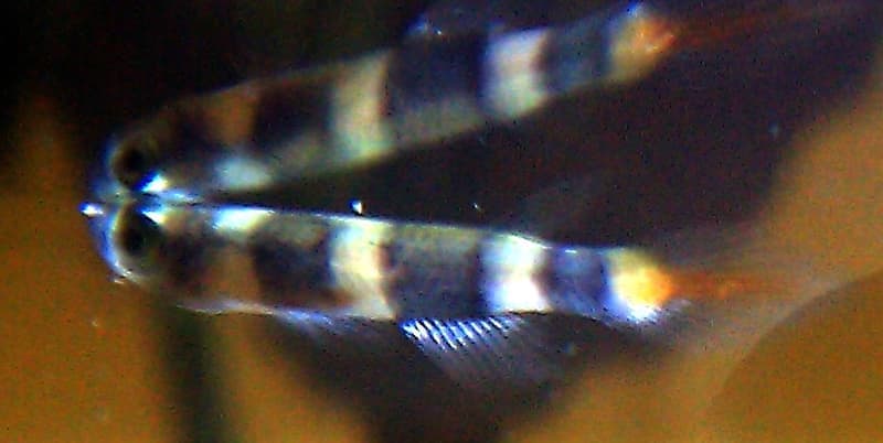 Clown Killifish (Epiplatys annulatus) — photo 1 of 5