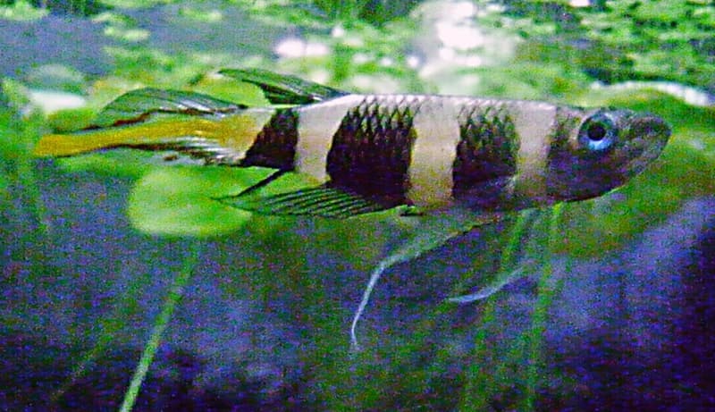 Clown Killifish (Epiplatys annulatus) — photo 2 of 5