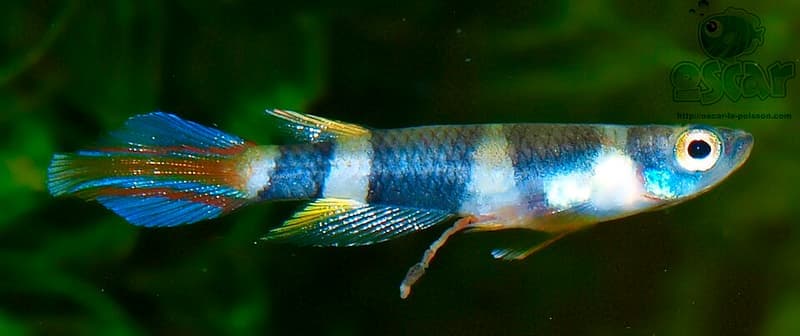 Clown Killifish (Epiplatys annulatus) — photo 3 of 5