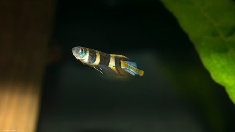 Clown Killifish (Epiplatys annulatus) — photo 4 of 5