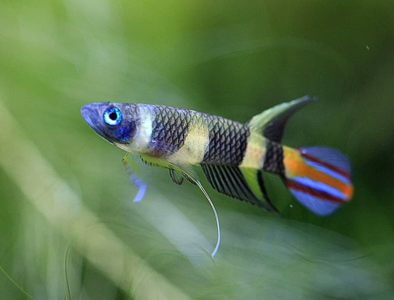 Clown Killifish (Epiplatys annulatus) — photo 5 of 5