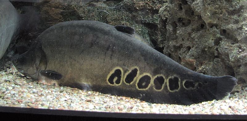 Clown Knifefish (Chitala ornata) — photo 1 of 5
