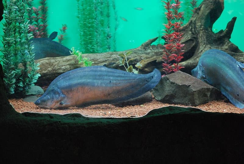 Clown Knifefish (Chitala ornata) — photo 2 of 5