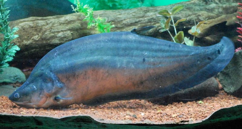 Clown Knifefish (Chitala ornata) — photo 3 of 5