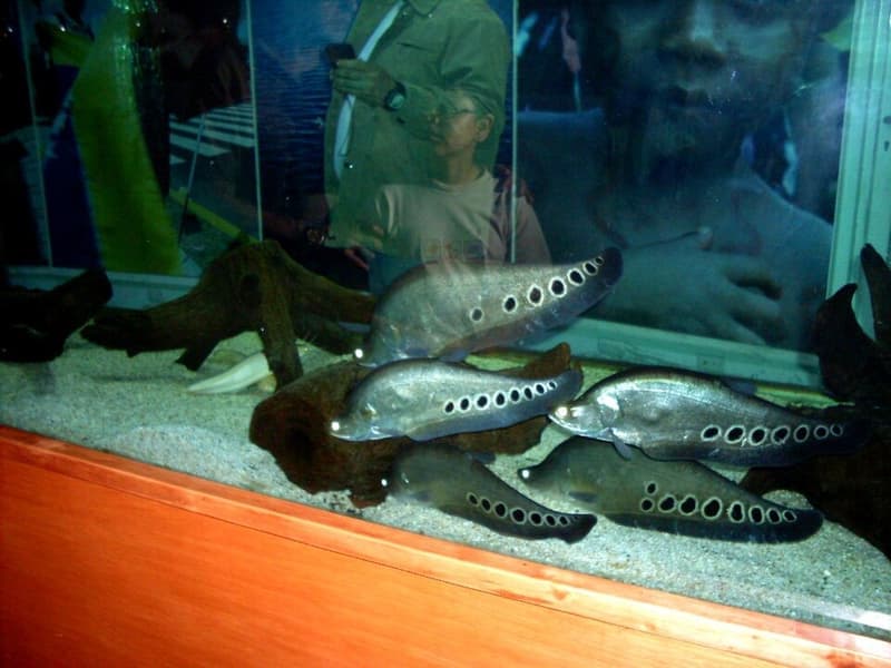Clown Knifefish (Chitala ornata) — photo 5 of 5