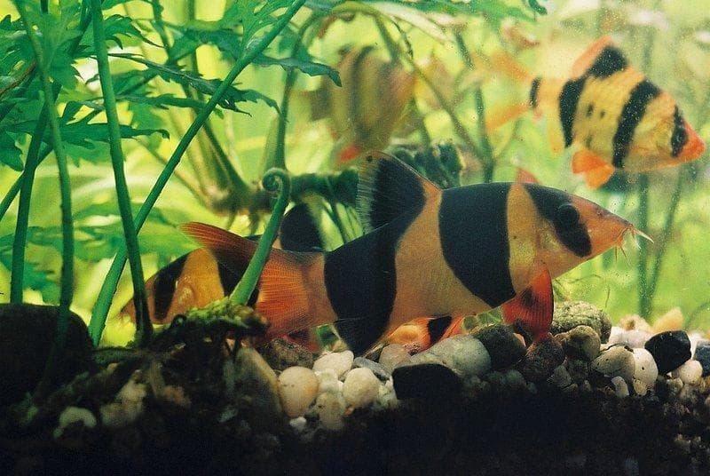 Clown Loach (Chromobotia macracanthus) — photo 1 of 5