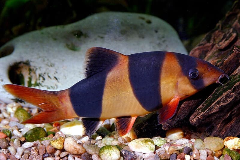 Clown Loach (Chromobotia macracanthus) — photo 3 of 5