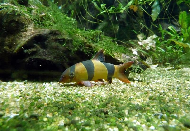 Clown Loach (Chromobotia macracanthus) — photo 4 of 5