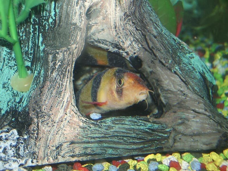 Clown Loach (Chromobotia macracanthus) — photo 5 of 5