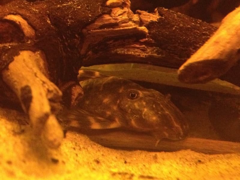 Clown Pleco (Panaqolus maccus) — photo 1 of 2
