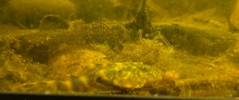 Clown Pleco (Panaqolus maccus) — photo 2 of 2