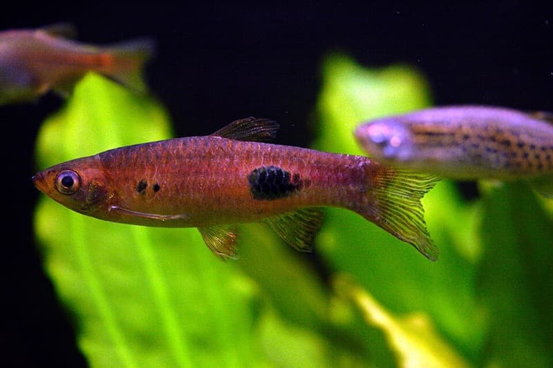 Clown Rasbora (Rasbora kalochroma) — photo 1 of 1