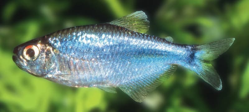 Cochu's Blue Tetra (Boehlkea fredcochui) — photo 1 of 2