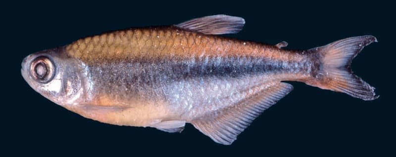 Cochu's Blue Tetra (Boehlkea fredcochui) — photo 2 of 2