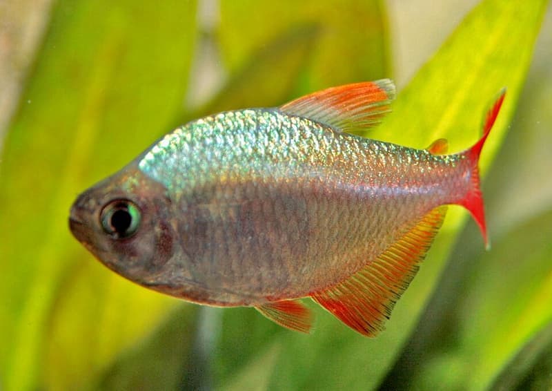 Colombian Tetra (Hyphessobrycon columbianus) — photo 1 of 2