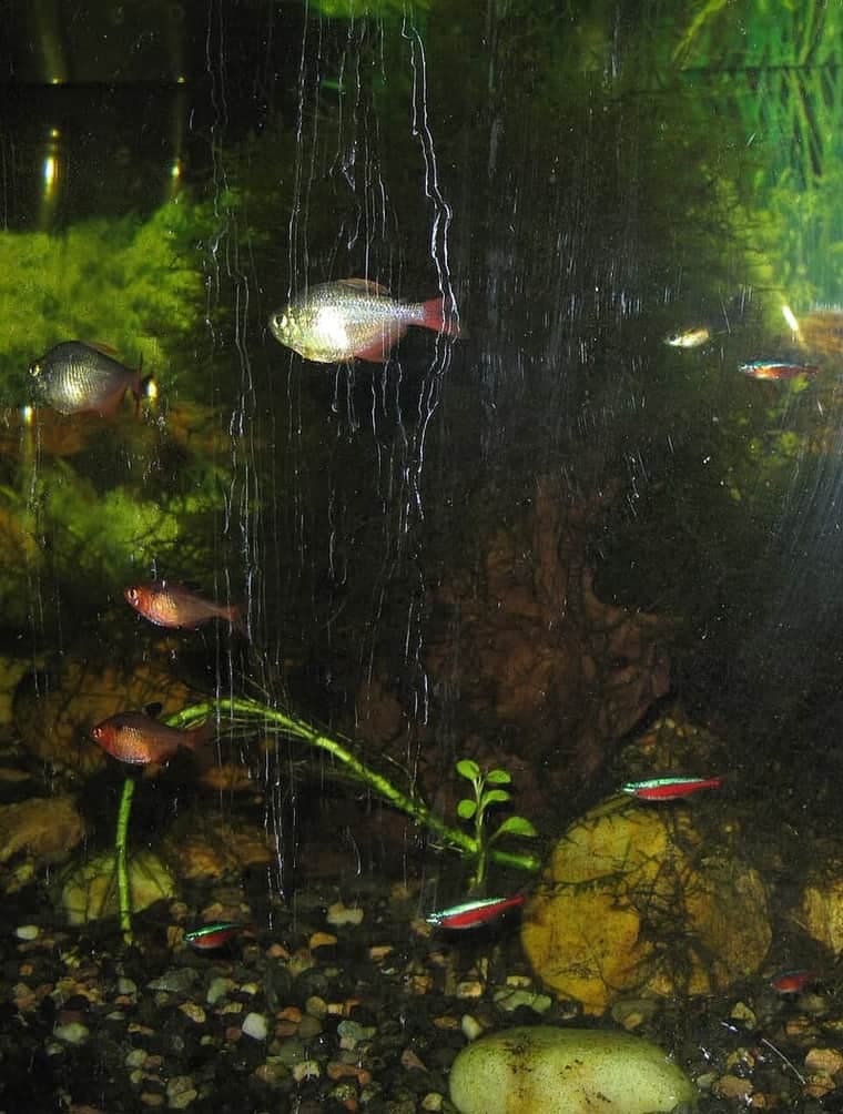 Colombian Tetra (Hyphessobrycon columbianus) — photo 2 of 2