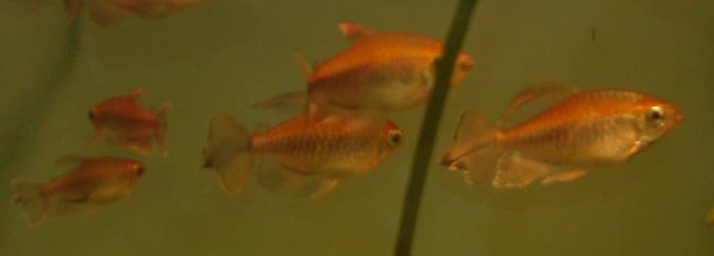 Congo Tetra (Phenacogrammus interruptus) — photo 1 of 5