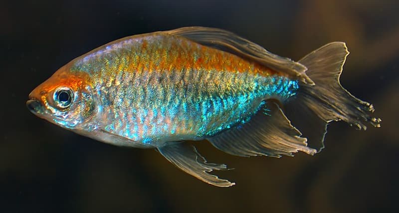 Congo Tetra (Phenacogrammus interruptus) — photo 2 of 5
