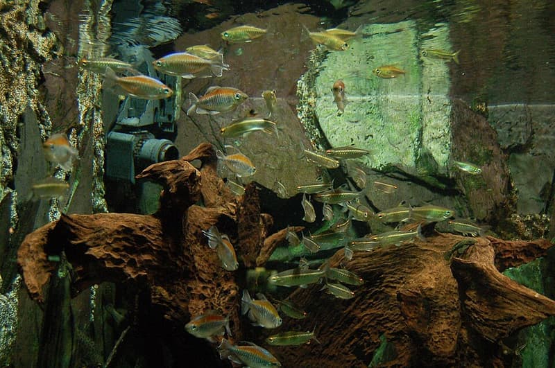 Congo Tetra (Phenacogrammus interruptus) — photo 4 of 5