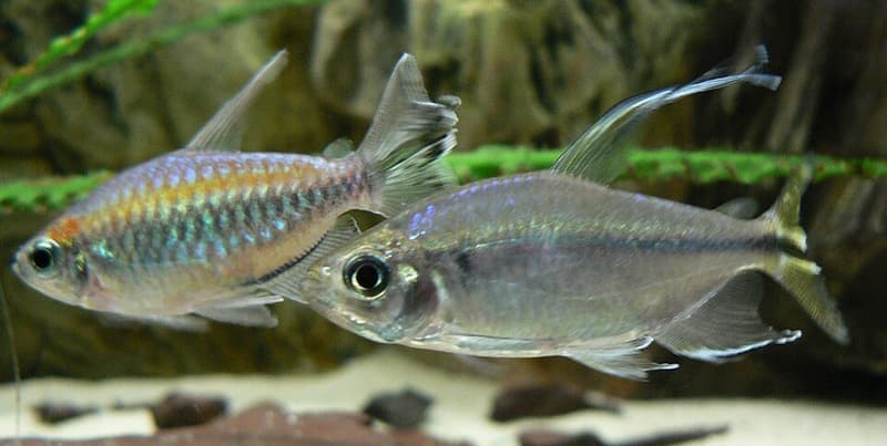 Congo Tetra (Phenacogrammus interruptus) — photo 5 of 5