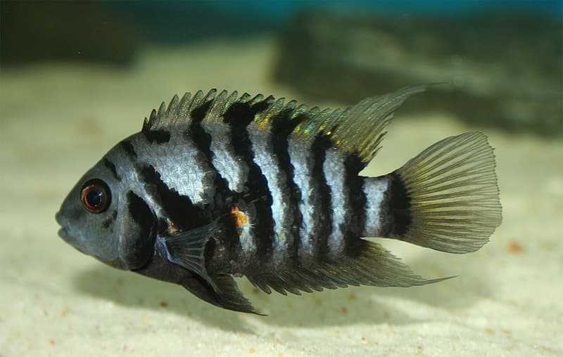 Convict Cichlid (Amatitlania nigrofasciata) — photo 1 of 5
