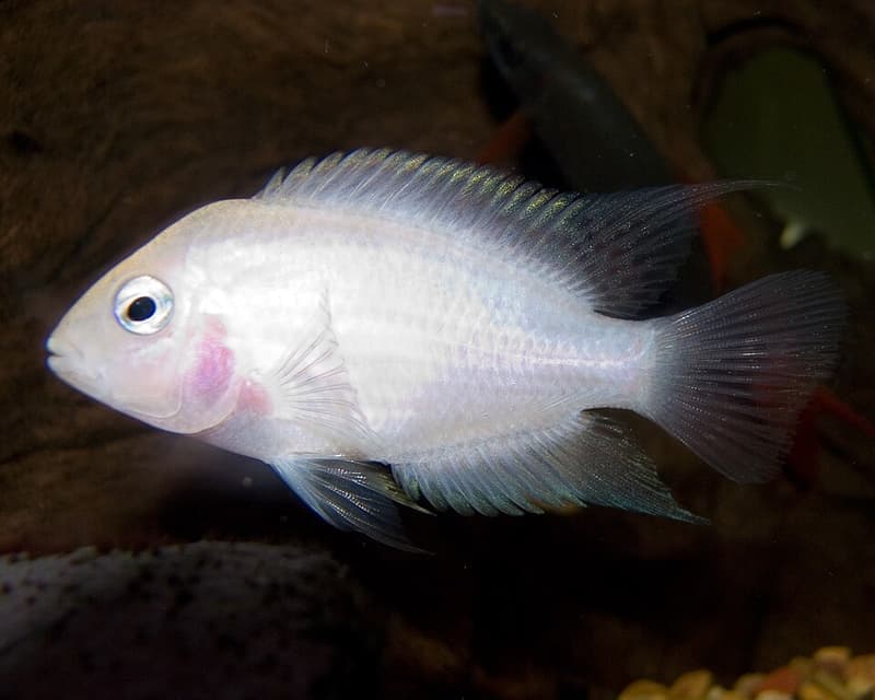 Convict Cichlid (Amatitlania nigrofasciata) — photo 2 of 5