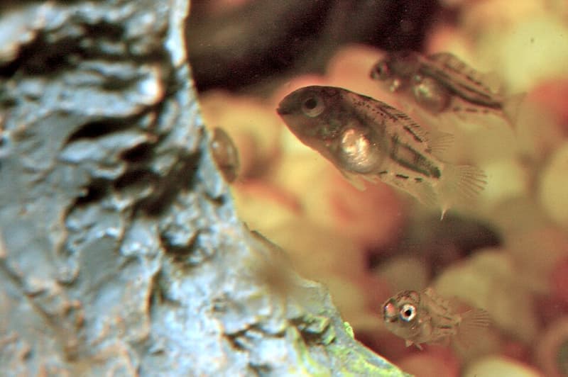 Convict Cichlid (Amatitlania nigrofasciata) — photo 3 of 5