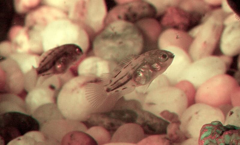 Convict Cichlid (Amatitlania nigrofasciata) — photo 4 of 5