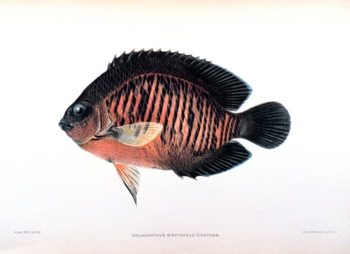 Coral Beauty Angelfish (Centropyge bispinosa) — photo 1 of 5