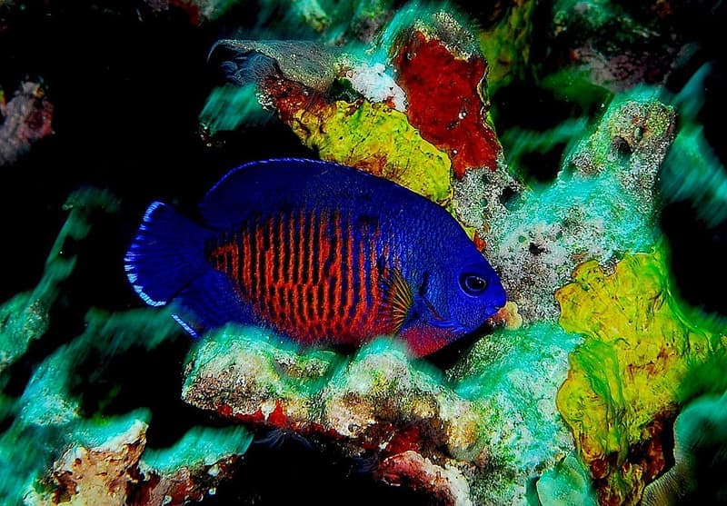 Coral Beauty Angelfish (Centropyge bispinosa) — photo 2 of 5