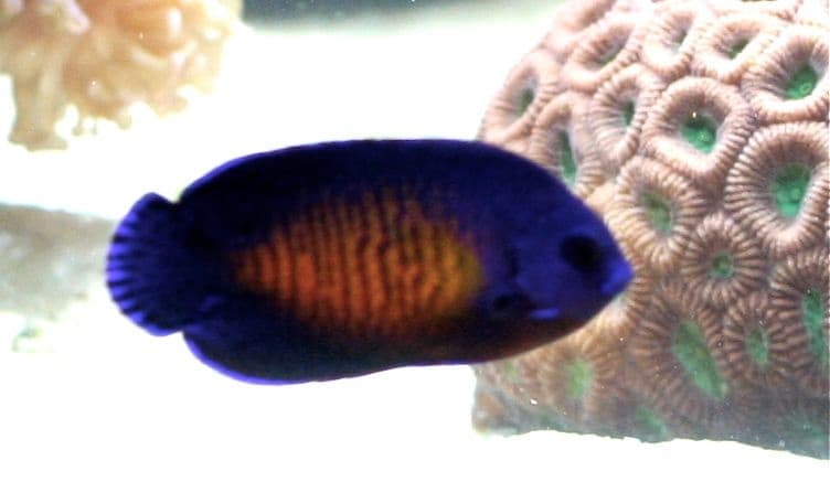 Coral Beauty Angelfish (Centropyge bispinosa) — photo 3 of 5