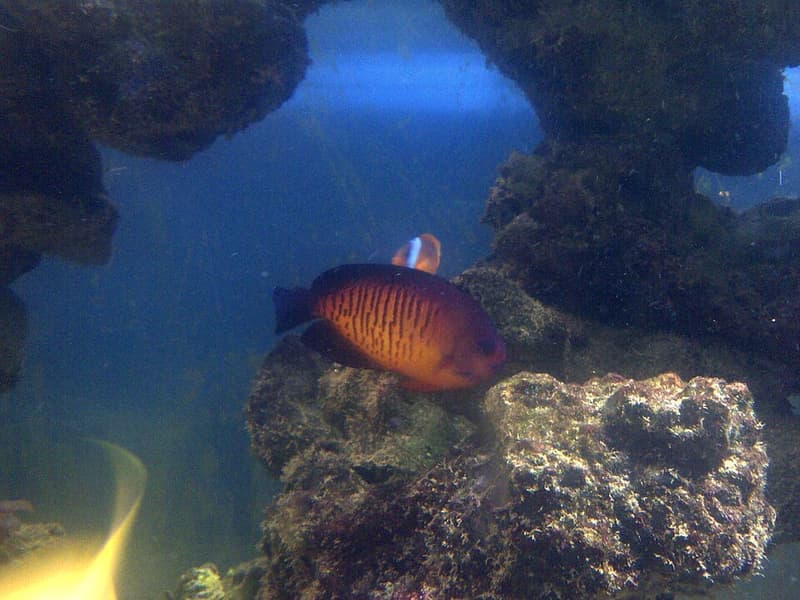 Coral Beauty Angelfish (Centropyge bispinosa) — photo 4 of 5