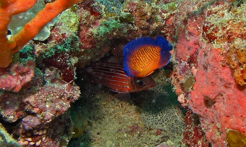 Coral Beauty Angelfish (Centropyge bispinosa) — photo 5 of 5