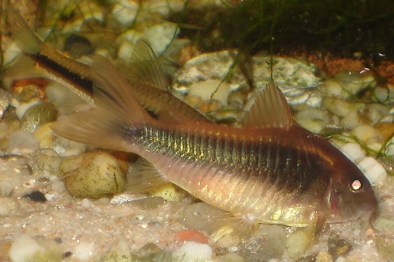 Corydoras Catfish (Corydoras aeneus) — photo 1 of 5