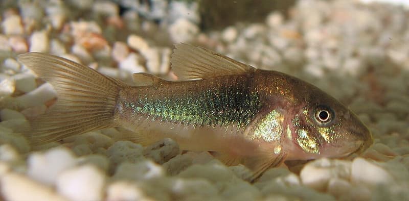 Corydoras Catfish (Corydoras aeneus) — photo 2 of 5