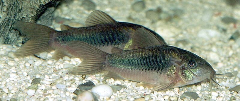 Corydoras Catfish (Corydoras aeneus) — photo 3 of 5