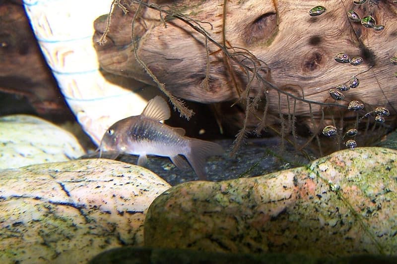 Corydoras Catfish (Corydoras aeneus) — photo 4 of 5