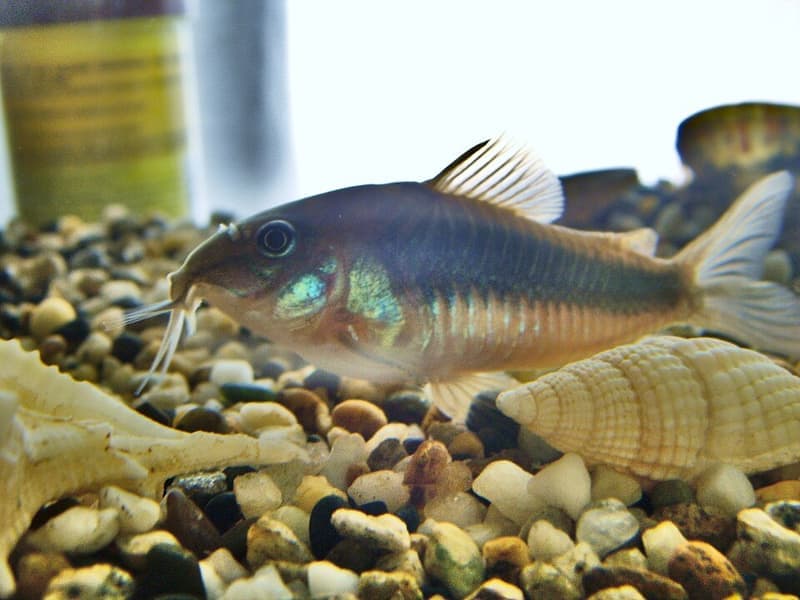 Corydoras Catfish (Corydoras aeneus) — photo 5 of 5