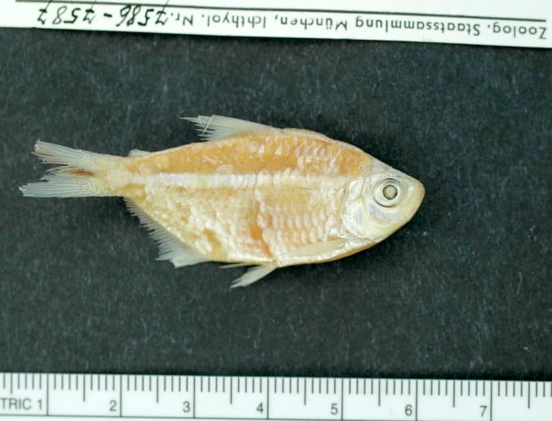 Costa's Tetra (Moenkhausia costae) — photo 2 of 2