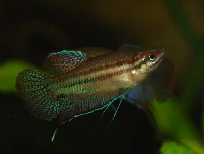 Croaking Gourami (Trichopsis vittata) — photo 1 of 5