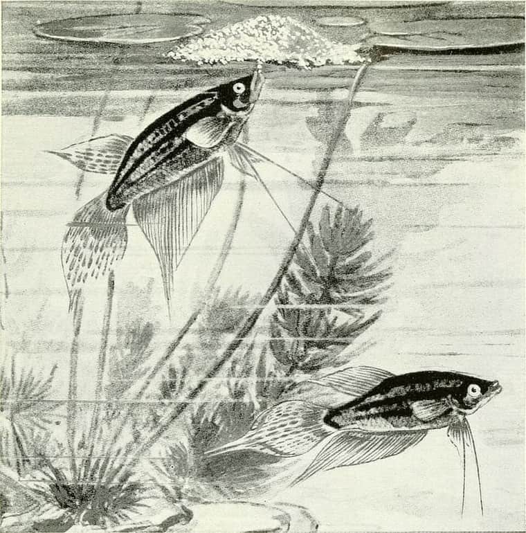Croaking Gourami (Trichopsis vittata) — photo 2 of 5