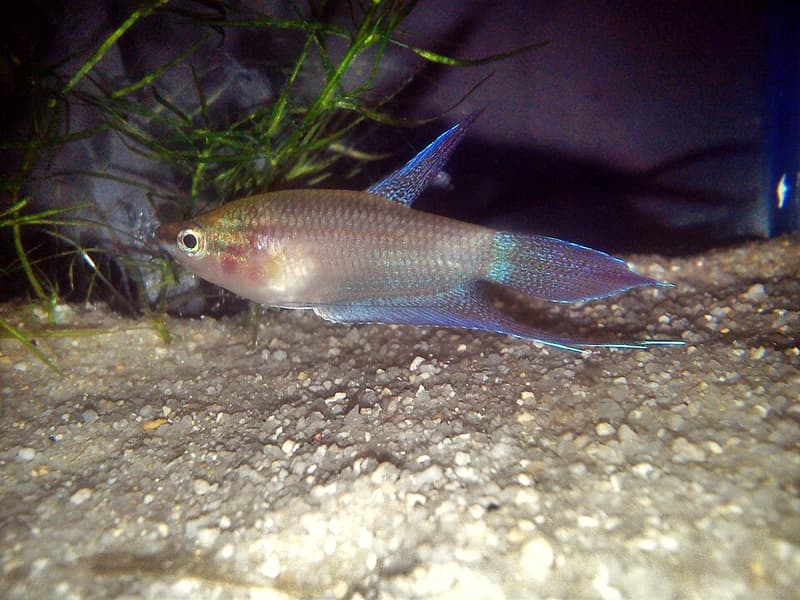 Croaking Gourami (Trichopsis vittata) — photo 3 of 5