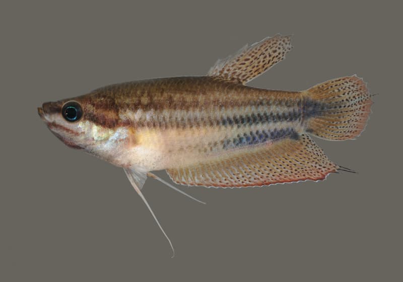 Croaking Gourami (Trichopsis vittata) — photo 4 of 5