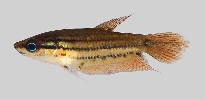 Croaking Gourami (Trichopsis vittata) — photo 5 of 5