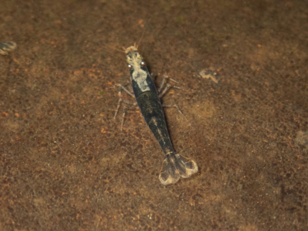 Crystal Red Shrimp (Caridina cantonensis) — photo 1 of 1