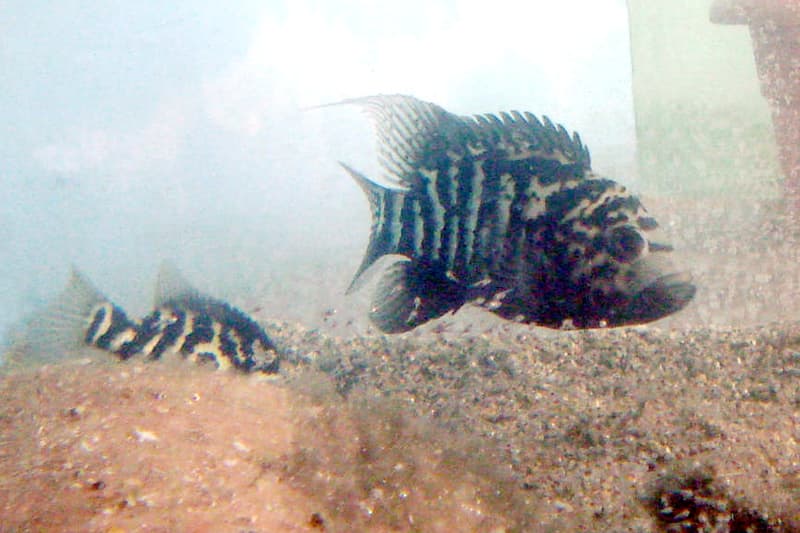 Cuban Cichlid (Nandopsis tetracanthus) — photo 1 of 5