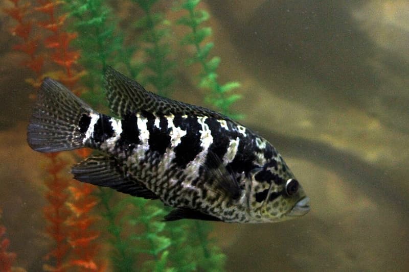 Cuban Cichlid (Nandopsis tetracanthus) — photo 2 of 5