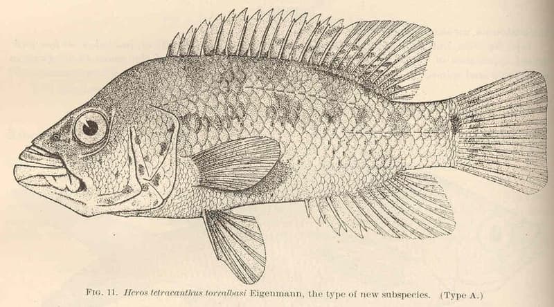 Cuban Cichlid (Nandopsis tetracanthus) — photo 3 of 5