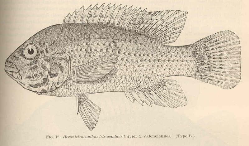 Cuban Cichlid (Nandopsis tetracanthus) — photo 4 of 5